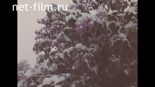 Footage Spring snowfall. (1980 - 1989)