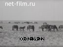 Сюжеты Материалы по фильму "Заповедная земля". (1975)