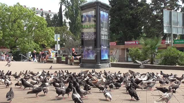 A flock of pigeons Flock, pigeons, summer, birds