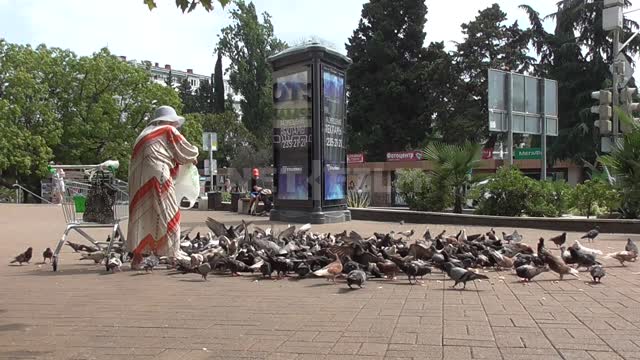 A woman on the street feeds seeds to pigeons pigeons, food, seeds