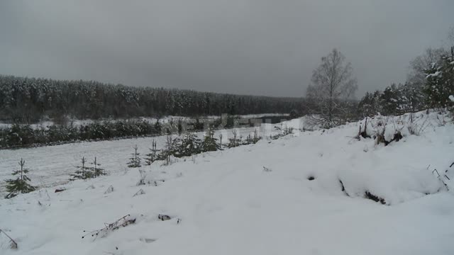 Зимний лес, заснеженные деревья зима, лес, снег