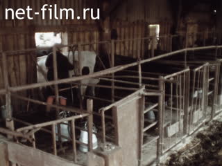 Footage Collective farm "Alga" of Zainsky district. (1990)