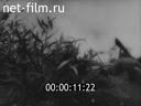 Footage Chronicle of the Great Patriotic War. (1941 - 1945)