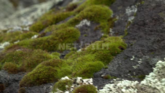Stones with moss
 Stones, moss, forest, summer, dynamics
