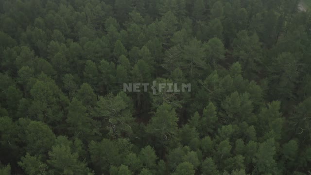 Пролет над лесом, в кадре зеленые кроны деревьев (снято с верхней точки, с дрона). Лес