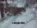 Film Уссурийская тайга. (1979)