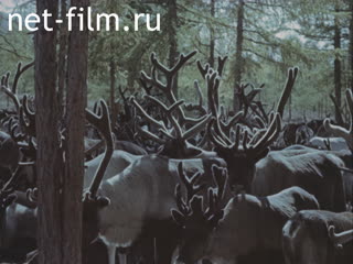Footage Reindeer husbandry. (1975 - 1987)