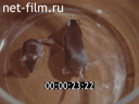 Footage Эксперименты над животными в Институте атомной энергии им. И.В. Курчатова. (1982 - 1987)