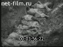 Footage Лагерь смерти Освенцим. (1945)