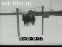 Footage Освобождение узников Освенцима и немецкие военнопленные. (1945)