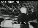 Footage Юный суворовец Сережа Алешков. (1944)