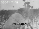 Footage Немецкая военная кинохроника. (1941)