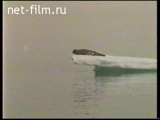 Footage Arctic Ocean. (1998)