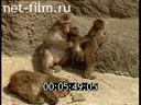 Сюжеты Московский зоопарк. (1990 - 1999)
