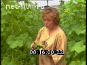 Footage Growing of Cucumbers. (1990 - 1999)