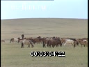Footage Pasture in Central Asia. (1990 - 1999)