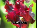 Footage Dutch tulips in Moscow. (1996 - 1997)