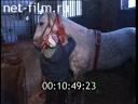 Footage Caring for horses. (1990 - 1999)