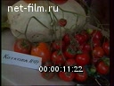 Footage Exhibition vegetables. (1990 - 1999)