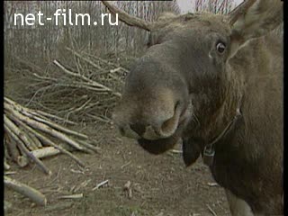 Footage Moose farm. (1990 - 1999)