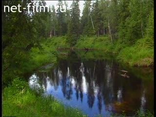 Footage Summer forest landscapes. (1990 - 1999)