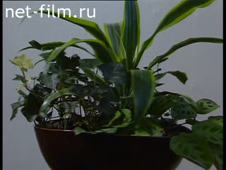 Footage Pot flowers. (1990 - 1999)