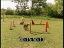 Footage Dog Training. (1990 - 1999)