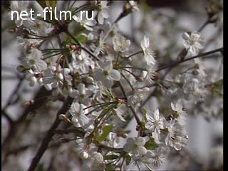 Footage Apple blossoms. (2004)