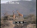 Footage Safari in Africa. (1990 - 1999)