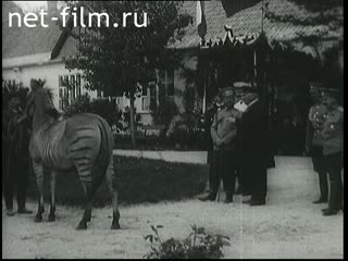 Сюжеты Николай II в заповеднике "Аскания-Нова". (1914)