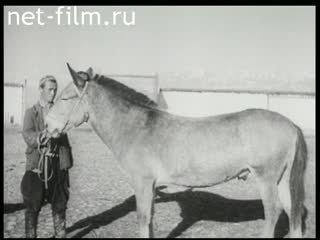 Footage Animal husbandry. (1930 - 1937)