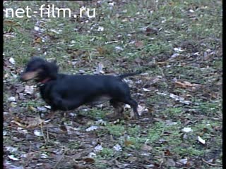 Footage Dachshunds. (1990 - 1999)