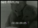 Footage Polar bears. (1930 - 1939)