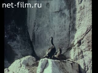 Фильм В краю непуганных птиц. (1994)