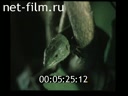 Film The mystery for millions of eyes. Spring in Krasnaya Polyana. (1989)