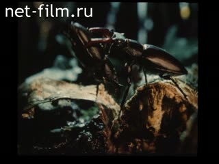 Film The mystery for millions of eyes. Spring in Krasnaya Polyana. (1989)