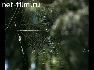 Film Russian fairy tale forest. Issue 1 "As I was an eagle". (2001)