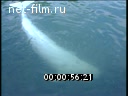 Сюжеты Полярный кит в крымском дельфинарии. (1990 - 1999)