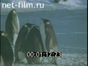 Film Why babirusse canines. (1979)