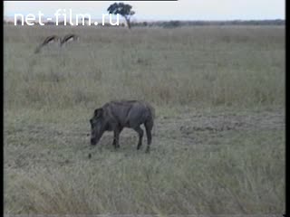 Сюжеты Сюжет об африканской фауне. (1990 - 1999)