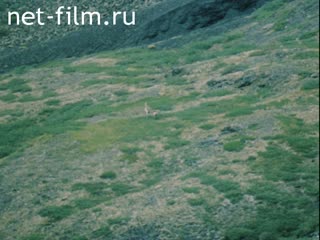 Film Russian hunting field. (1989)