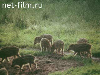 Фильм Охотники и рыболовы России. (1988)