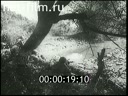 Footage The fighting in the Caucasus in World War II. (1941 - 1945)