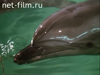 Фильм Разговор о дельфинах. (1995)