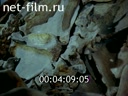 Newsreel Want to know everything 1979 № 126