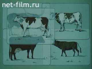 Фильм Генетика сельскохозяйственных животных. (1986)