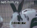 Фильм Братец кролик и его друзья. (1980 - 1985)