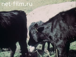 Фильм Нужна ли нам бурёнка?. (1983)
