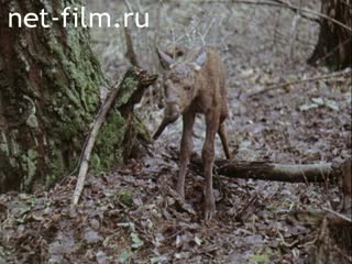 Film Domestication of moose. (1980)