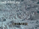 Фильм Гордая пленница пустыни. (1969)
